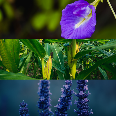 Botanic Revive Polish