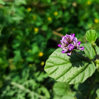 Luminous Eyebright Balm