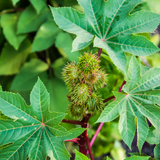 Hairphoria Hairlixir Repair Serum Bar