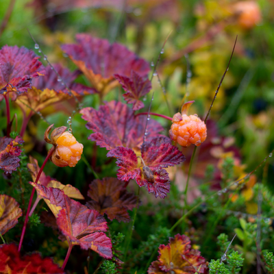 Bakuchiol Renewal Treatment