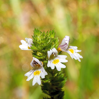 Luminous Eyebright Balm