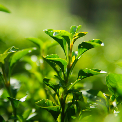 Luminous Eyebright Balm