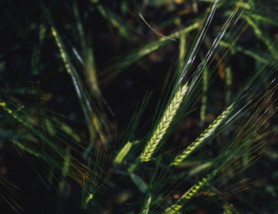 Hairphoria Nourishing Hair Bar Duo