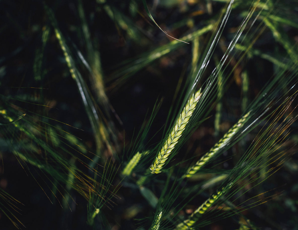 Hairphoria Nourishing Hair Bar Trio