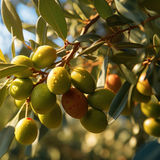 Silk Cleanse Body Bar Duo