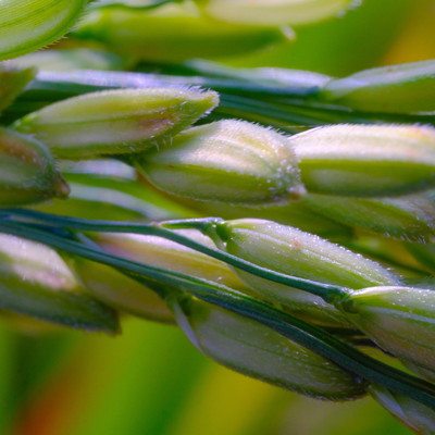 Hairphoria Nourishing Hair Bar Trio