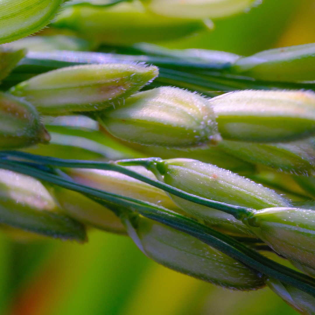 Hairphoria Nourishing Hair Bar Trio