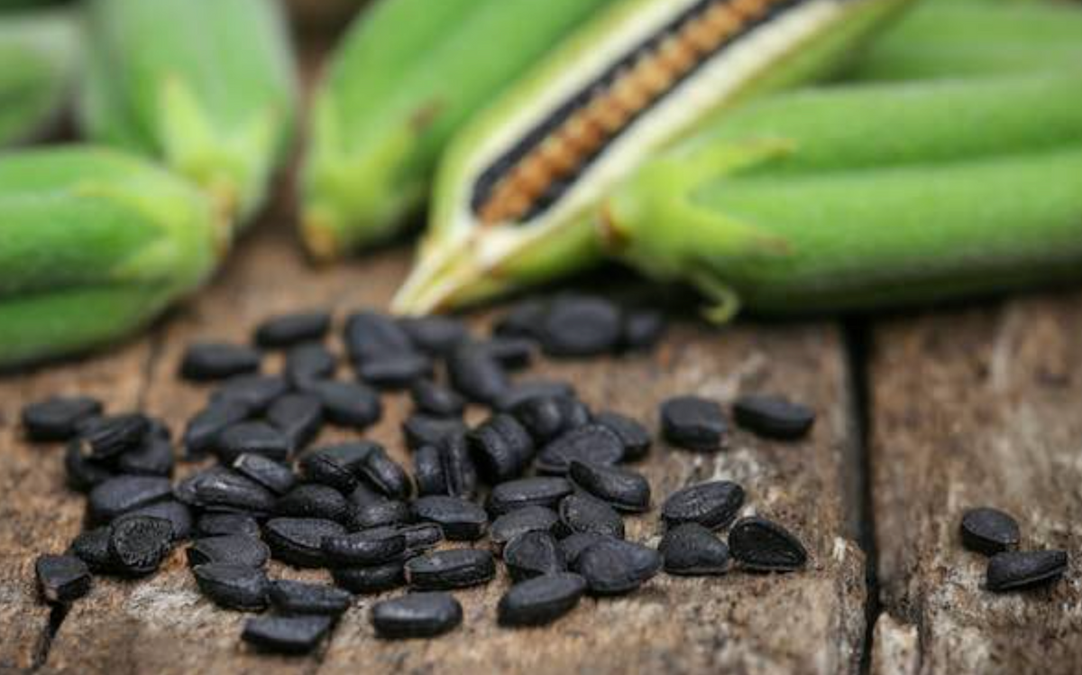 Hairphoria Nourishing Conditioner Bar (2 Bars)