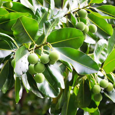 Radiant Defense Serum